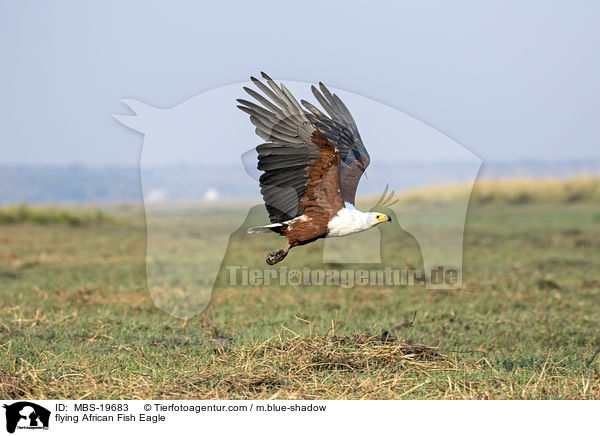 flying African Fish Eagle / MBS-19683