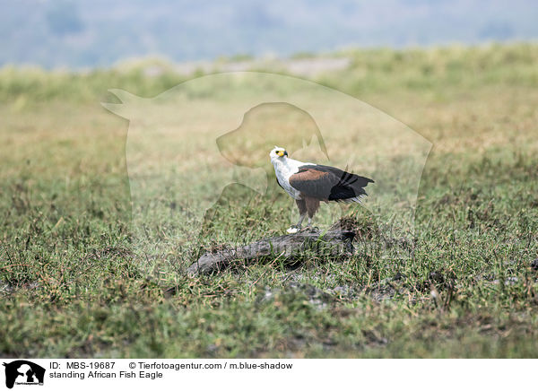 standing African Fish Eagle / MBS-19687