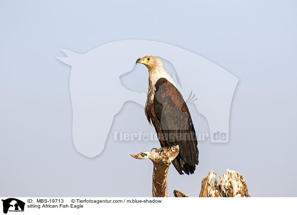 sitting African Fish Eagle / MBS-19713