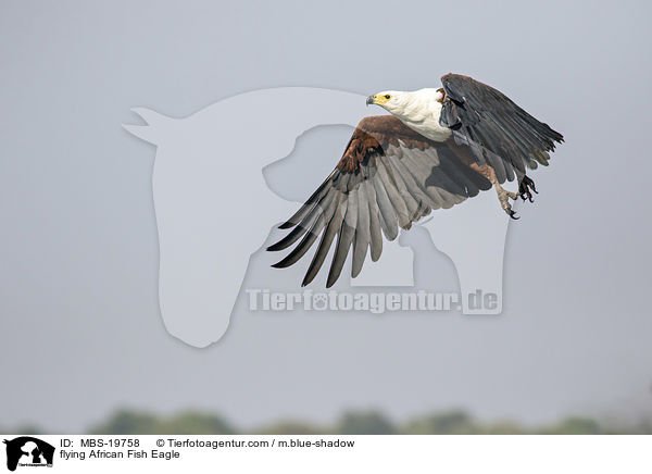 flying African Fish Eagle / MBS-19758