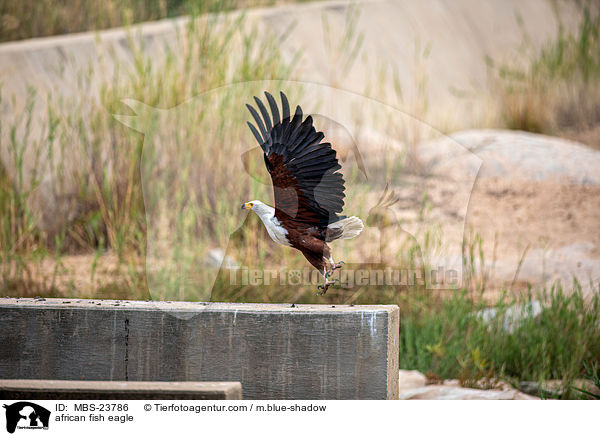 african fish eagle / MBS-23786