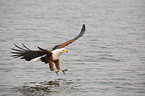 hunting African fish eagle