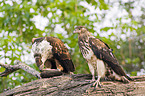 African fish eagles with fish