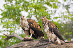 African fish eagles with fish