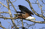 flying African fish eagle