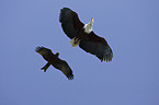 African fish eagle and black-eared kite