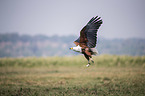 flying African Fish Eagle