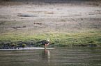 standing African Fish Eagle