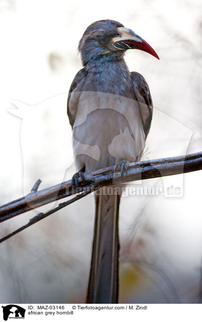 african grey hornbill / MAZ-03146