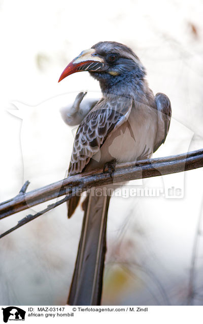 african grey hornbill / MAZ-03147