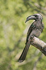 african grey hornbill