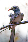 african grey hornbill