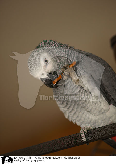eating african grey parrot / AM-01438
