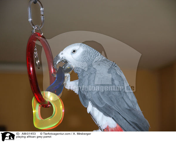 playing african grey parrot / AM-01453