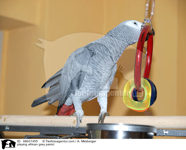 playing african grey parrot / AM-01455