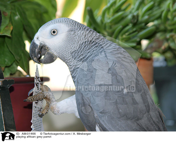 playing african grey parrot / AM-01466
