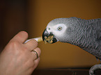 feeding african grey parrot