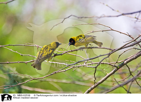 African masked weaver / MBS-02538