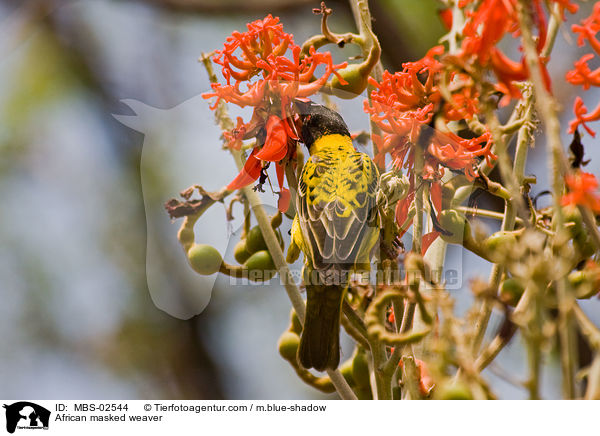 African masked weaver / MBS-02544