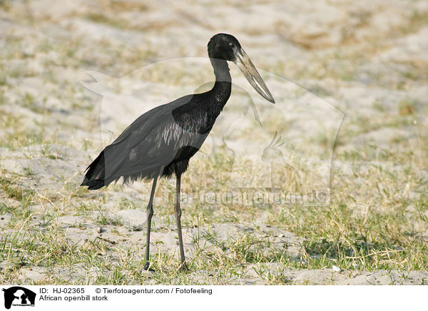 African openbill stork / HJ-02365