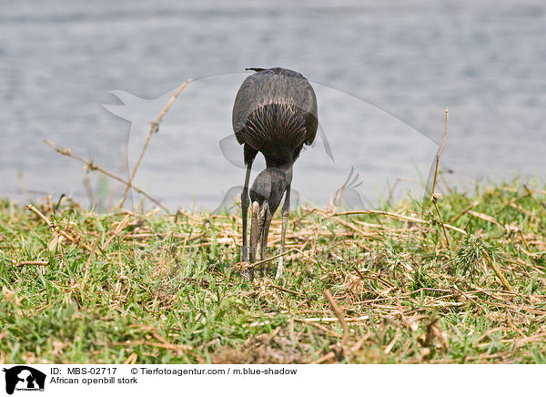 African openbill stork / MBS-02717