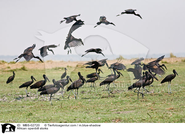 African openbill storks / MBS-02720