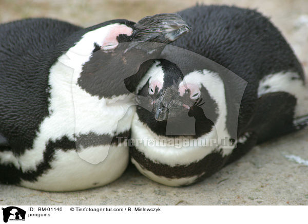 penguins / BM-01140