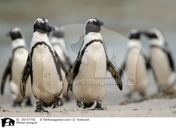 African penguin / DV-01792