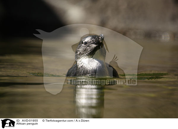 African penguin / AVD-01955