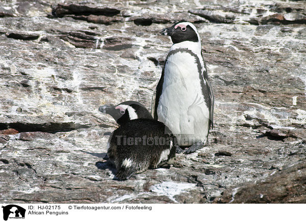 African Penguins / HJ-02175