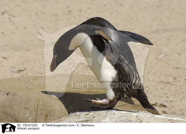 African penguin / CD-01320