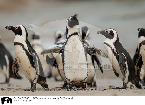 African penguins / DV-02090