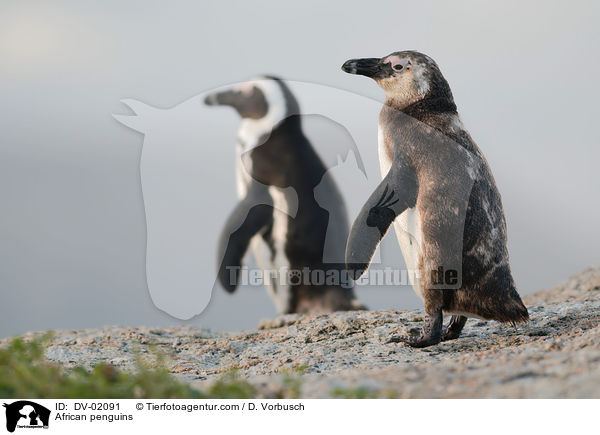 African penguins / DV-02091