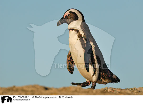 African penguin / DV-02092