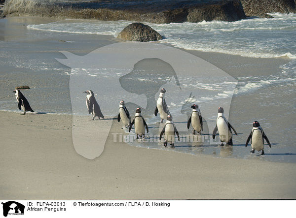 African Penguins / FLPA-03013