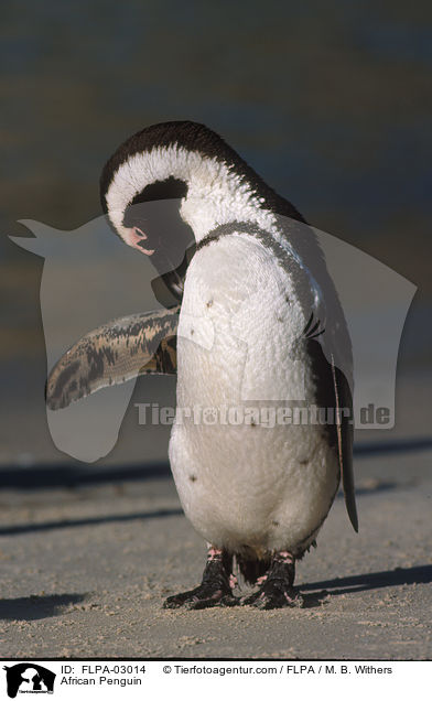 African Penguin / FLPA-03014