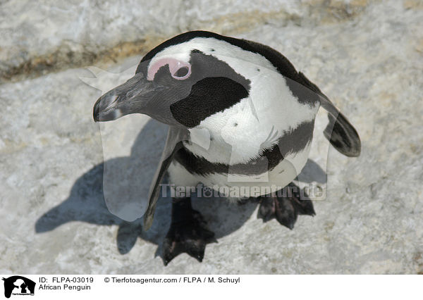 African Penguin / FLPA-03019