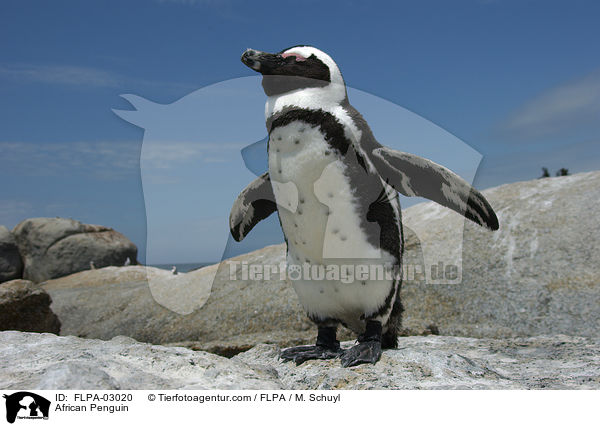 African Penguin / FLPA-03020