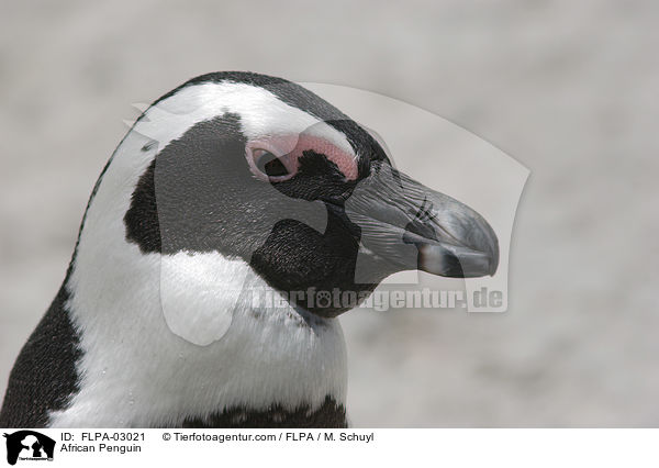 African Penguin / FLPA-03021