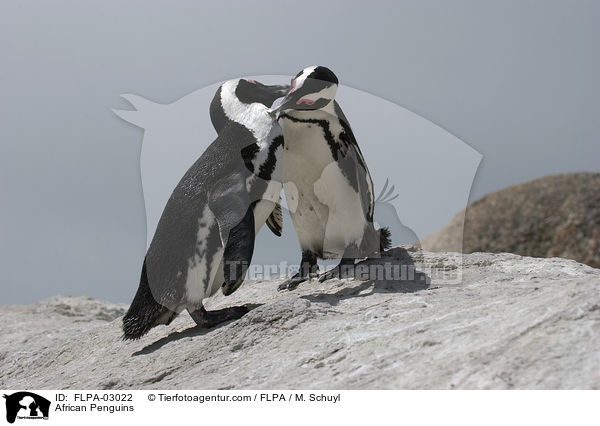 African Penguins / FLPA-03022