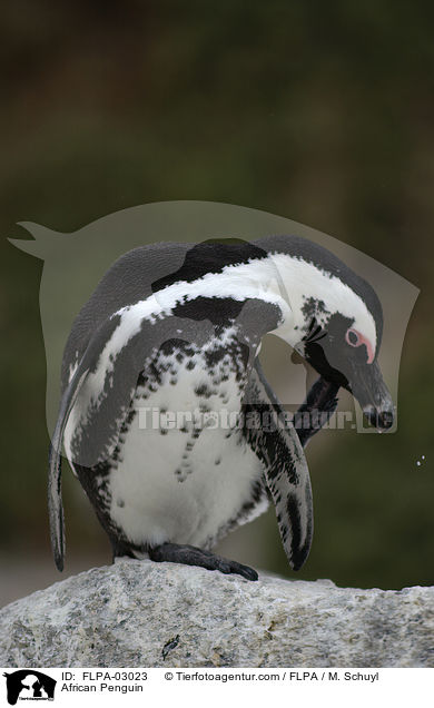 African Penguin / FLPA-03023