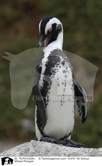 African Penguin / FLPA-03024