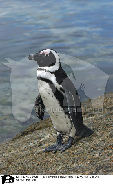African Penguin / FLPA-03025