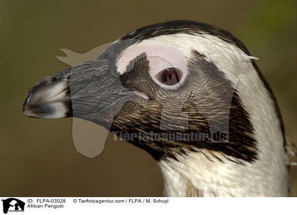 African Penguin / FLPA-03028