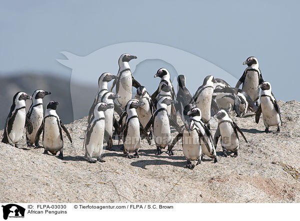 African Penguins / FLPA-03030