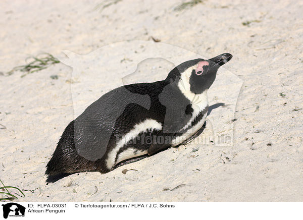 African Penguin / FLPA-03031