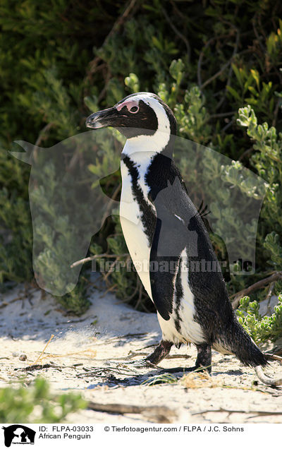 African Penguin / FLPA-03033
