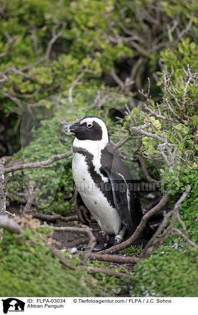 African Penguin / FLPA-03034