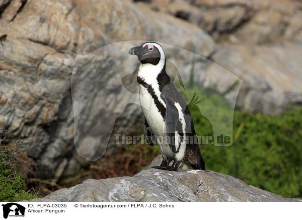 African Penguin / FLPA-03035