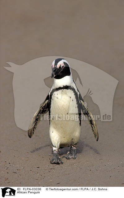 African Penguin / FLPA-03036